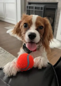 Testimonial from pet parent here.